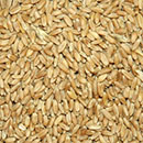 Pšenice krmná