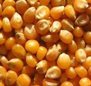 Obiloviny a olejniny